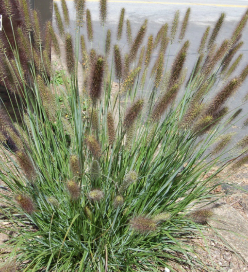 Cayenne™ Fountain Grass (GRASS - PE. AL. CAYENNE)