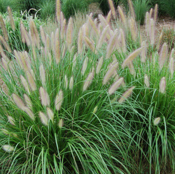 Etoufee™ Fountain Grass (GRASS - PE. AL. ETOUFFEE)