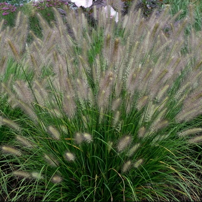 Grass Hush Puppy™ (GRASS - PE. AL. HUSH PUPPY™)