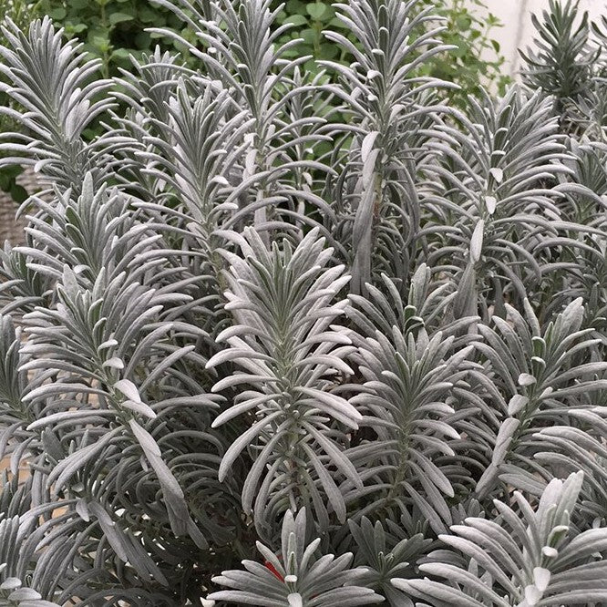 Sensational!® Lavender (LAVANDULA X I. SENSATIONAL)