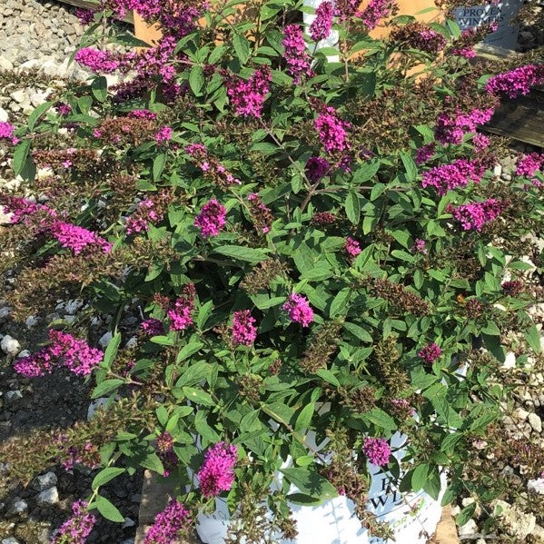 Lo & Behold Ruby Chip® Butterfly Bush (BUDDLEIA LO-BEHOLD RUBY CHIP)