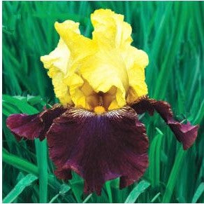 Blatant Bearded Iris (IRIS GERMANICA BLATANT)