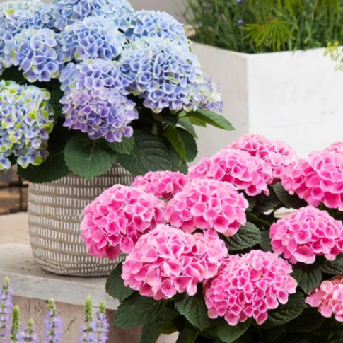 Elizabeth Ashley Hydrangea (HYDRANGEA M. ELIZABETH ASHLEY)