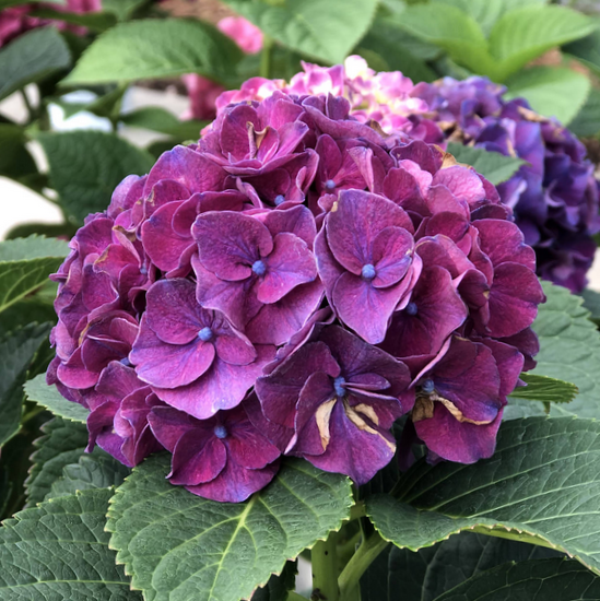Wee Bit Grumpy® Bigleaf Hydrangea (HYDRANGEA M. WEE BIT GRUMPY)