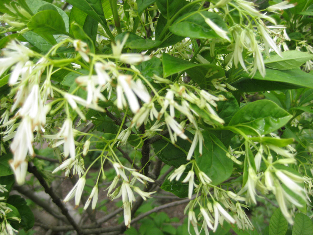 White Fringetree (CHIONANTHUS VIRGINICUS)