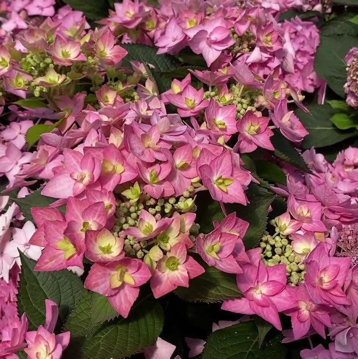 Let's Dance Can Do!® Reblooming hydrangea (HYDRANGEA M. LETS DANCE CAN DO)
