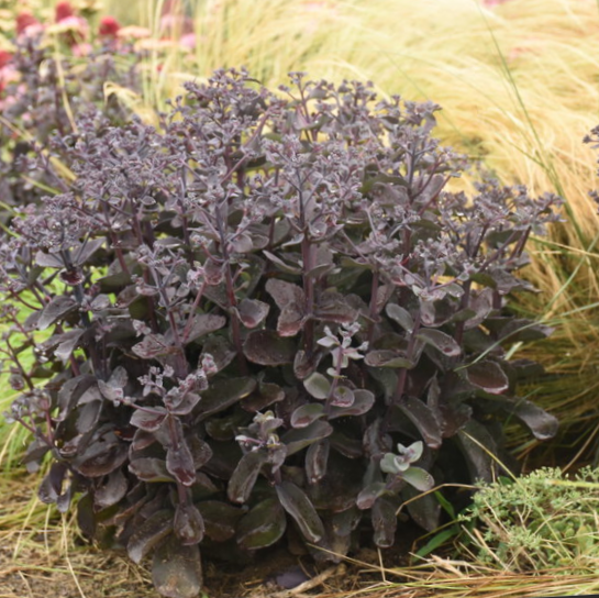 Rock 'N Grow® 'Back in Black' Stonecrop (SEDUM BACK IN BLACK)