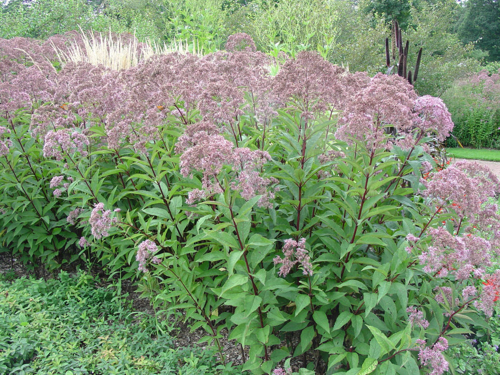 Gateway Joe-Pye Weed (EUPATORIUM M. GATEWAY)