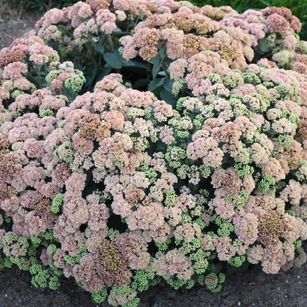 Rock 'N Grow® 'Coraljade' Stonecrop (SEDUM CORALJADE)
