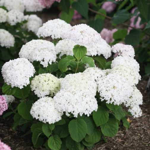Invincibelle Wee White® Smooth hydrangea (HYDRANGEA A. INVINCBLE WEE WHITE)