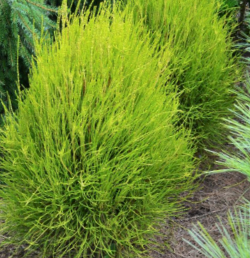Franky Boy Arborvitae (THUJA OCC. FRANKY BOY)