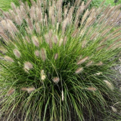 Praline™ Fountain Grass (GRASS - PE. AL. PRALINE)