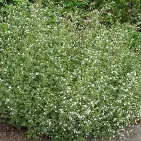 Calamint (CALAMINTHA SSP NEPETA)