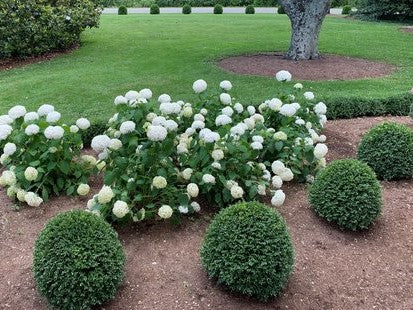 NewGen Independence® Boxwood (BUXUS NEWGEN INDEPENDENCE)