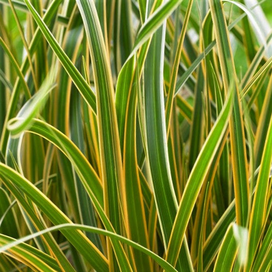 Grass Carex EverColor® Everglow (GRASS - CAREX EVERGLOW)