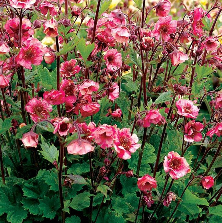 Geum Tempo™ Rose (GEUM TEMPO ROSE)
