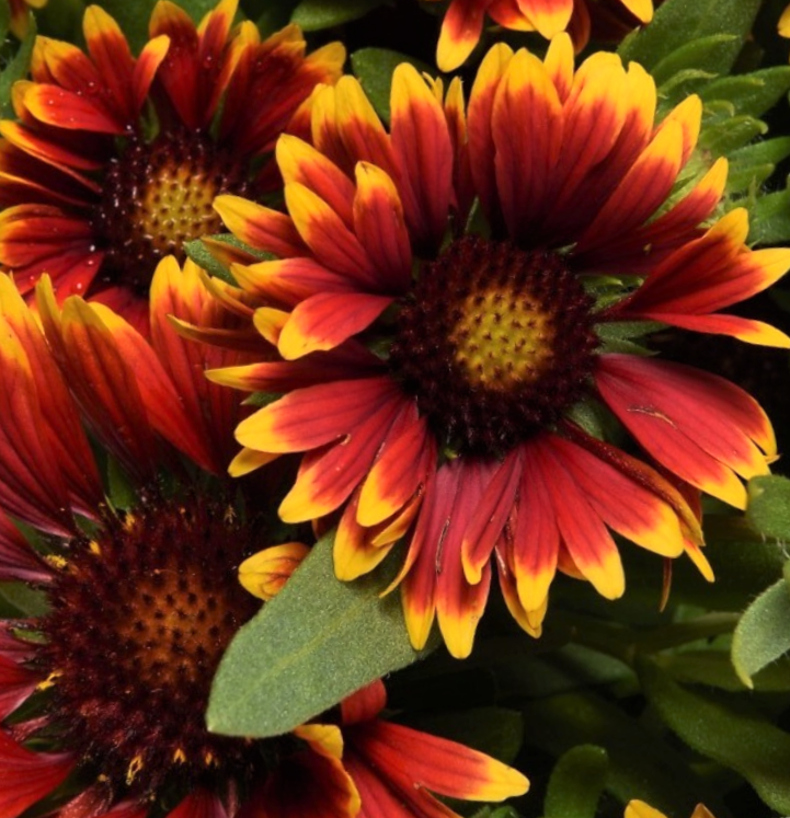 Gaillardia Spintop Orange Halo Blanket Flower (GAILLARDIA SPINTOP ORANGE HALO)