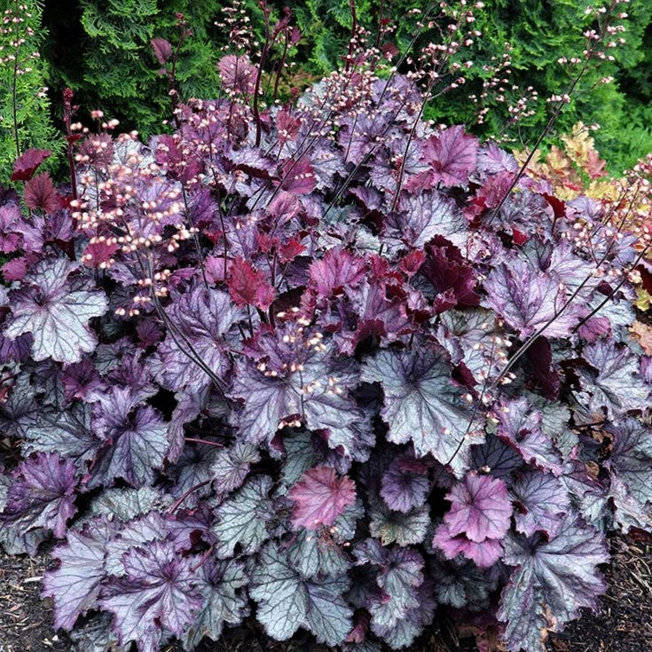 Northern Exposure™ Purple Coral Bells (HEUCHERA NORTHERN EXP. PURPLE)