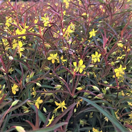 Purple-Flowered Loosestrife (LYSIMACHIA L. BURUNDY MIST)