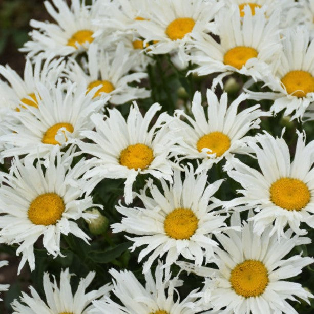 Amazing Daisies® 'Spun Silk' Shasta Daisy (LEUCANTHEMUM SPUN SILK)