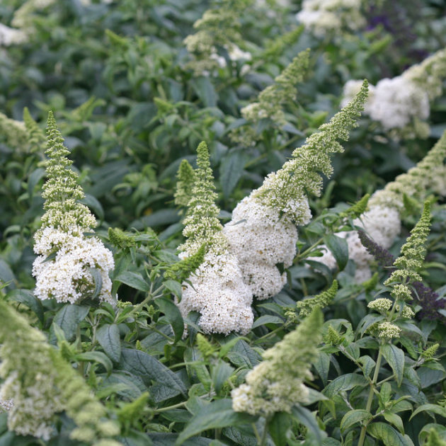 Pugster White® Butterfly Bush (BUDDLEIA PUGSTER WHITE)