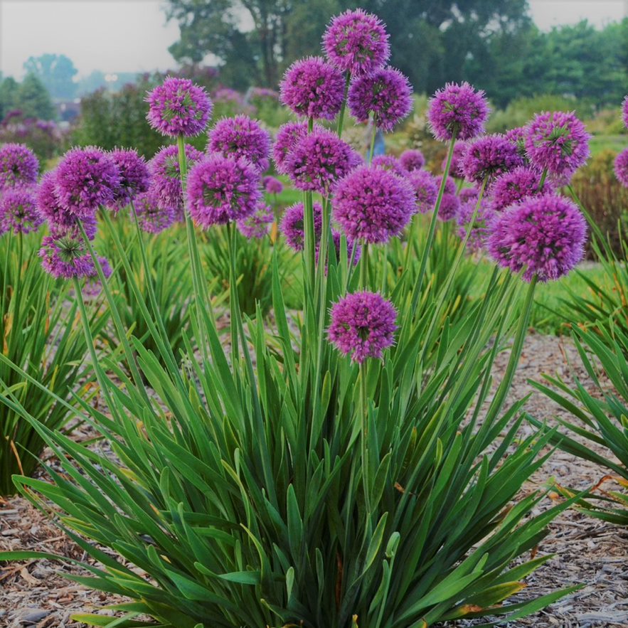 Lavender Bubbles Ornamental Onion (ALLIUM LAVENDER BUBBLES)