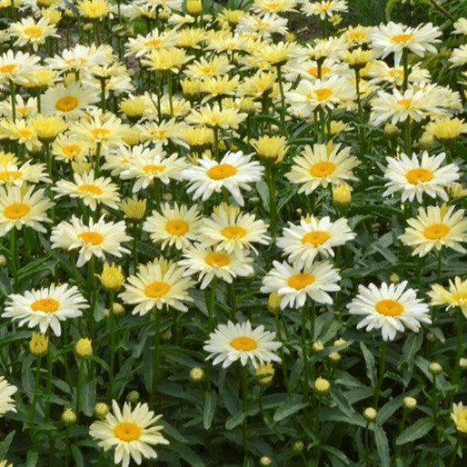 Amazing Daisies® 'Banana Cream II' Shasta Daisy (LEUCANTHEMUM S. BANANA CREAM 2)