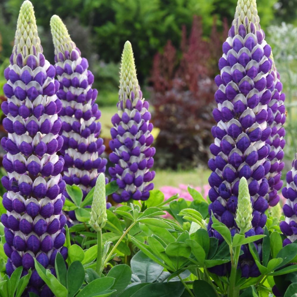 Westcountry™ Blacksmith Lupine (LUPINUS WESTCOUNTRY BLACKSMITH)