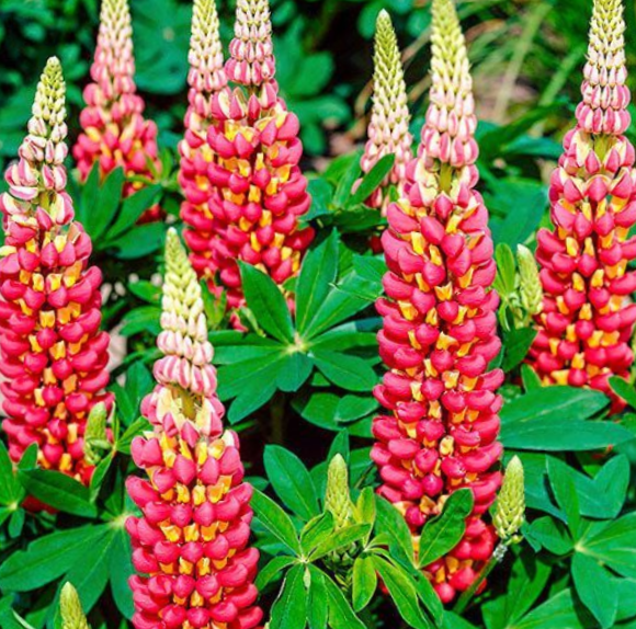 Westcountry™ Tequila Flame Lupine (LUPINUS WESTCOUNTRY TEQUILA FLAME)