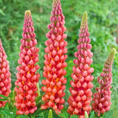 Westcountry™ Terracotta Lupine (LUPINUS WESTCOUNTRY TERRACOTTA)