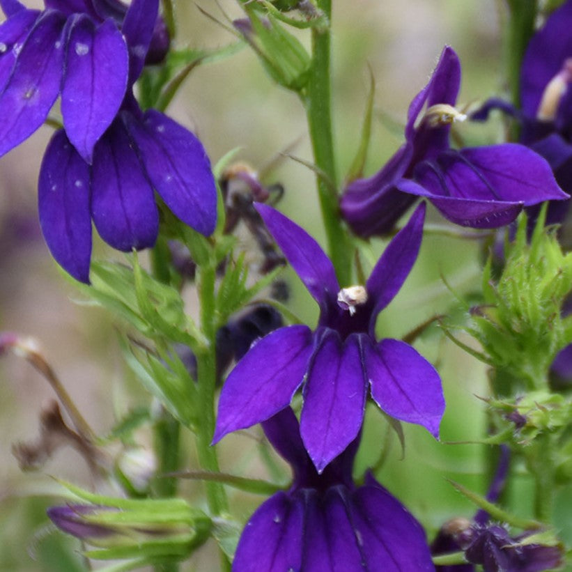 Starship™ Blue Cardinal flower (LOBELIA STARSHIP BLUE)