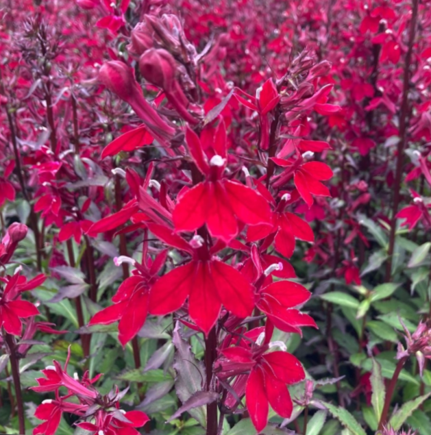 Starship™ Burgundy Cardinal Flower (LOBELIA STARSHIP BURGUNDY)