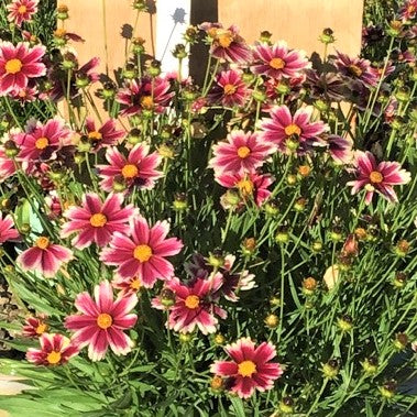 Coreopsis Lil Bang™ Candy Stripes (COREOPSIS X LIL BANG CANDY STRIPES)