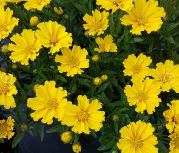 Goldilocks Tickseed (COREOPSIS X LIL BANG GOLDI LOCKS)