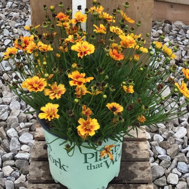 Coreopsis Lil Bang™ Fire Wheel (COREOPSIS X LIL BANG FIRE WHEEL)