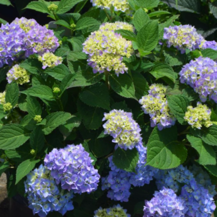 Azure Skies™ Hydrangea (HYDRANGEA M. AZURE SKIES)
