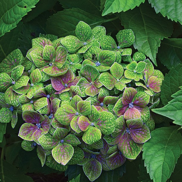 Froggie™ Hydrangea (HYDRANGEA M. FROGGIE)