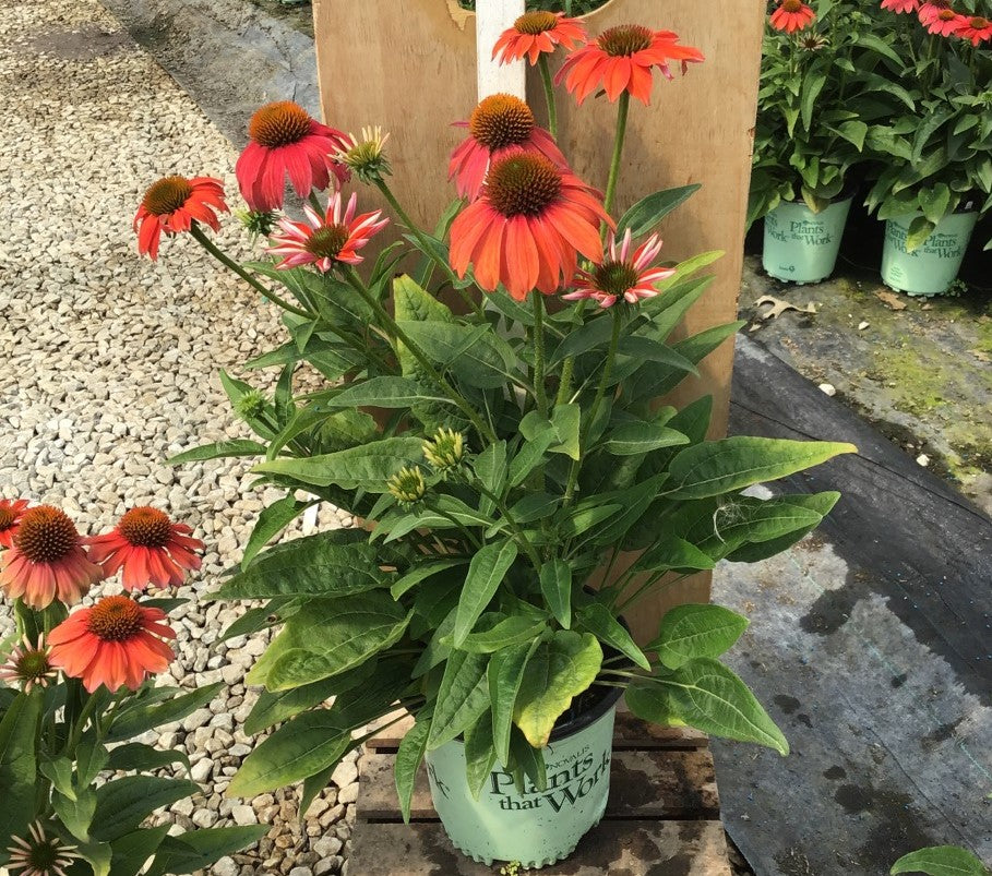 Artisan™ Red Ombre Coneflower (ECHINACEA ARTISAN RED OMBRE)