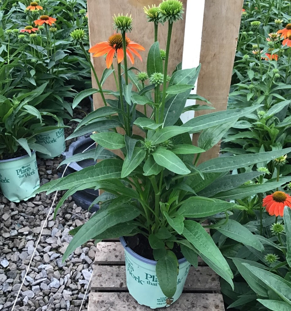 Artisan™ Soft Orange Coneflower (ECHINACEA ARTISAN SOFT ORANGE)