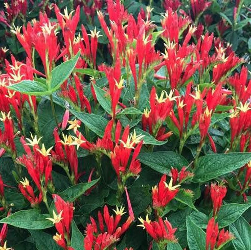 Spigelia Ragin Cajun Indian Pink (SPIGELIA RAGIN CAJUN)