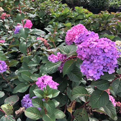 Hydrangea Rock N Roll™ (HYDRANGEA M. ROCK-N-ROLL)
