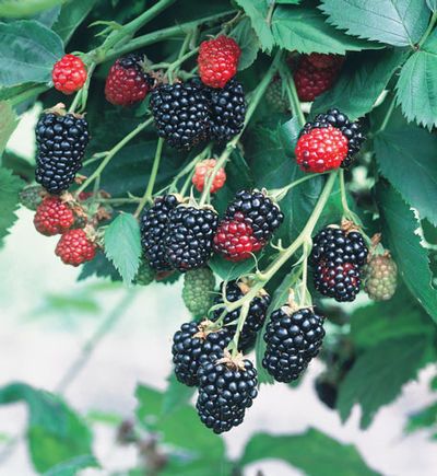 Natchez Blackberry (RUBUS NATCHEZ)
