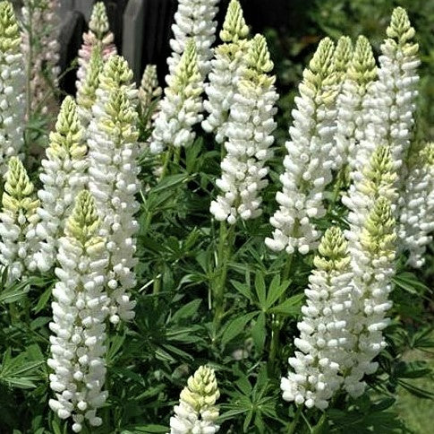 Noble Maid White Lupine (LUPINUS P. NOBLE MAID WHITE)