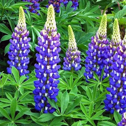 The Governor Lupine (LUPINUS P. THE GOVERNOR)