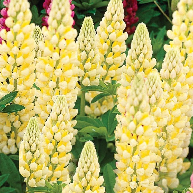 Chandelier Lupine (LUPINUS P. CHANDELIER)