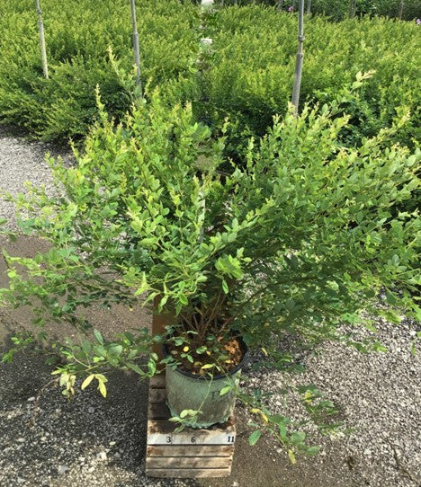 Candy Girl Bush Clover (LESPEDEZA CANDY GIRL)