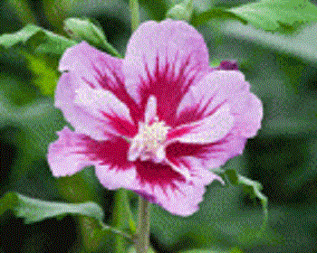 Purple Pillar® Rose of Sharon (HIBISCUS S. PURPLE PILLAR)