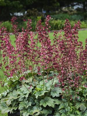 Berry Timeless Coralbells (HEUCHERA BERRY TIMELESS)