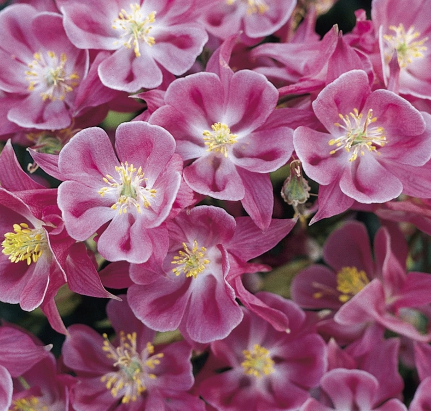 Winky Rose-Rose Columbine (AQUILEGIA WINKY ROSE-ROSE)