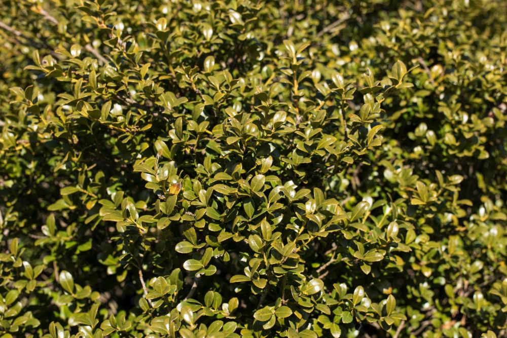 Chilly Willy Japanese Holly (ILEX C. WINTERSCAPE CHILLY WILLY)